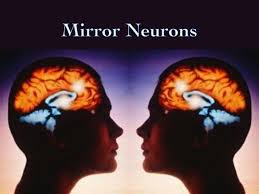 mirror neurons