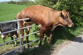 Stuck on a fence