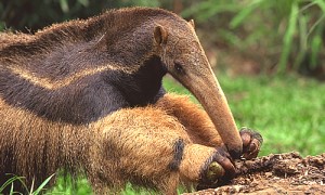 anteater