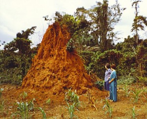 anthill