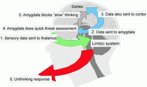 amygdala-bypass